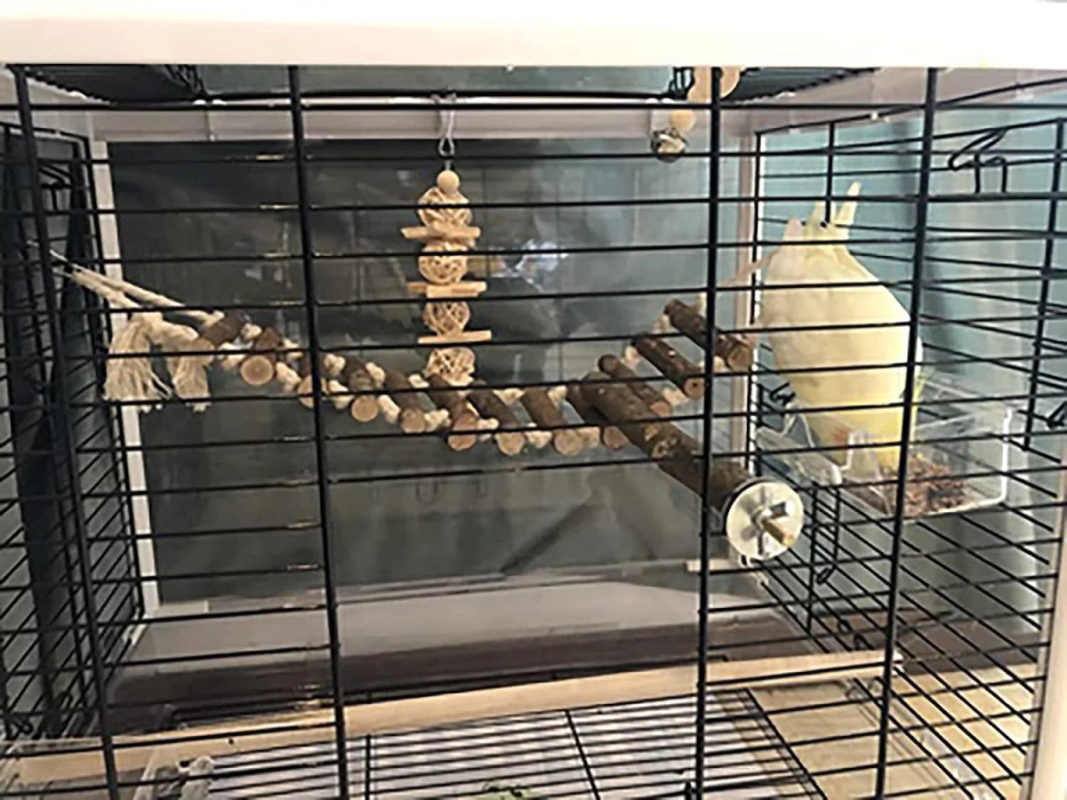 8 Pack Bird Toys for Cage Accessories